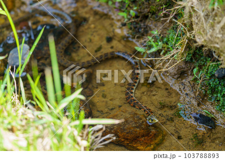 水辺で獲物を待つヤマカガシ 103788893