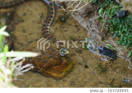 水辺で獲物を待つヤマカガシ 103788895