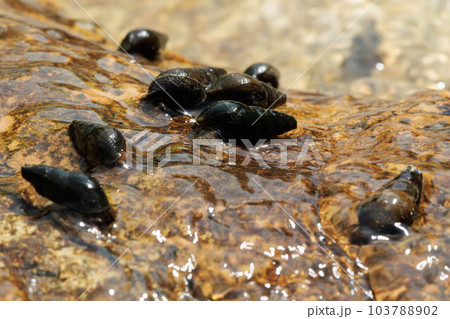 清流に生息するカワニナ 103788902
