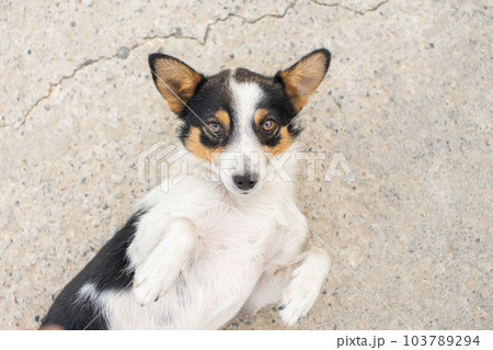 a small stray dog with colored spots on its fur is lying on the ground a small stray dog with colored spots on its fur is lying on the ground 103789294