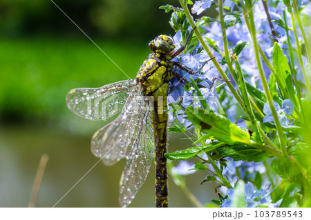 Dragonfly Gomphus vulgatissimus in front of green background macro shot with dew. on the wings. Blue flowers in the morning of a sunny summer day Dragonfly Gomphus vulgatissimus in front of green background macro shot with dew. on the wings. Blue flowers in the morning of a sunny summer day 103789543