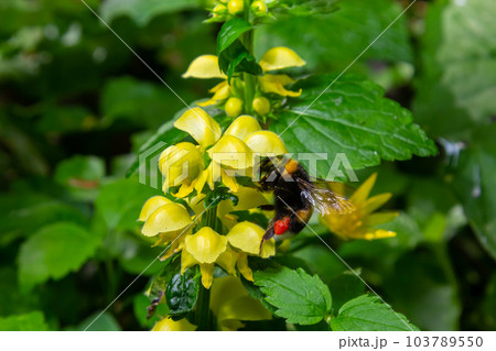 Bombus terrestris pollinating Yellow archangel Lamium galeobdolon in the forest summer sunny day 103789550