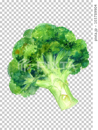 西蘭花手繪水彩插圖 西蘭花手繪水彩插圖 103789904