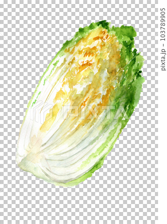 手繪水彩插圖大白菜切1/4 手繪水彩插圖大白菜切1/4 103789905