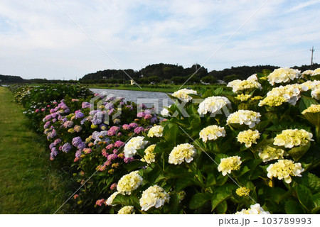 道の駅 多古あじさい館のアジサイ 103789993