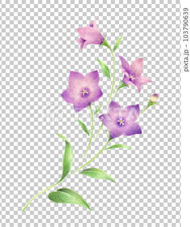 紫色桔梗花1幅手繪彩色鉛筆素描 103790639