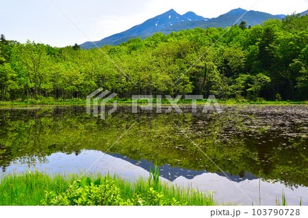 知床五湖 五湖 知床五湖 五湖 103790728