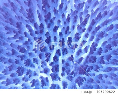 Blue Coral Blue Coral 103790822