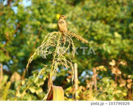 Sparrow on maize Sparrow on maize 103790826