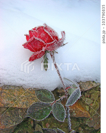Rose in the snow Rose in the snow 103790835