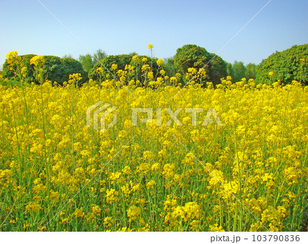 Field of rape Field of rape 103790836