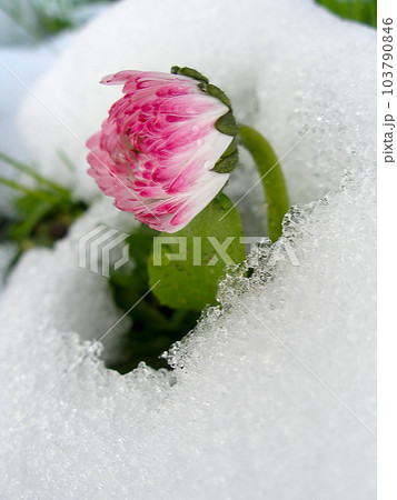 Daisy in the snow Daisy in the snow 103790846