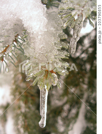 Icicle on spruce twigs Icicle on spruce twigs 103790855