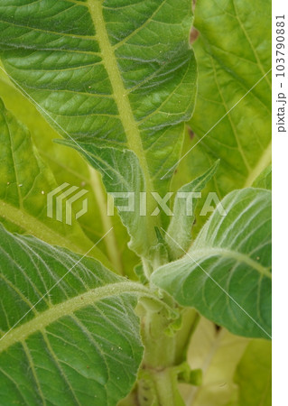 タバコの葉 学名:Nicotiana tabacum タバコの葉 学名:Nicotiana tabacum 103790881