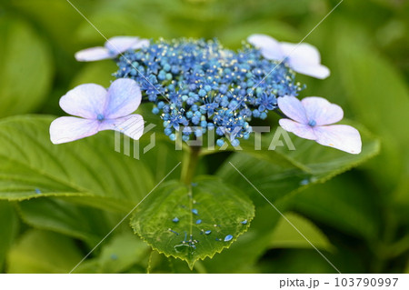 額紫陽花 103790997