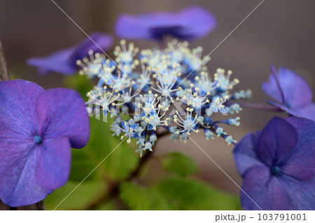 額紫陽花 103791001