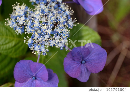 額紫陽花 103791004