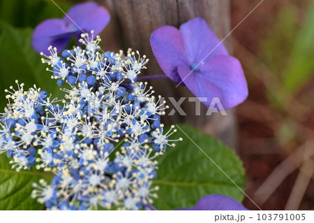額紫陽花 103791005