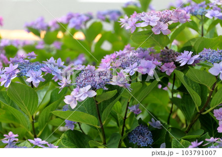 額紫陽花 額紫陽花 103791007