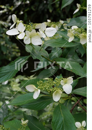 ヤクシマアジサイ(屋久島紫陽花)の白い花 ヤクシマアジサイ(屋久島紫陽花)の白い花 103791259