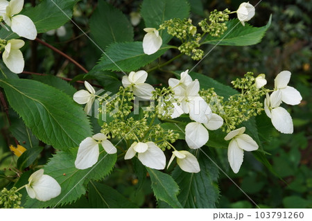 ヤクシマアジサイ(屋久島紫陽花)の白い花 ヤクシマアジサイ(屋久島紫陽花)の白い花 103791260