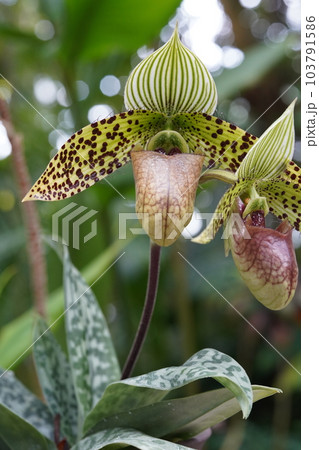 パフィオペディルム・スクハクリイ Paphiopedilum sukhakulii パフィオペディルム・スクハクリイ Paphiopedilum sukhakulii 103791586