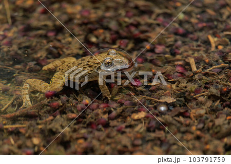 雨上がりに現れたヌマガエル 103791759
