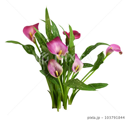 Small bush with pink flowers and green leaves of Zantedeschia (calla) isolated 103791844