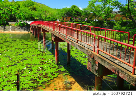 【愛媛県】睡蓮が咲く今治市民の森フラワーパークの下平池 103792721