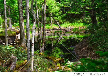 知床五湖 融雪池 3.5湖 知床五湖 融雪池 3.5湖 103792773
