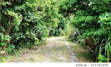 沖縄県伊是名島のサムレー道 103792846