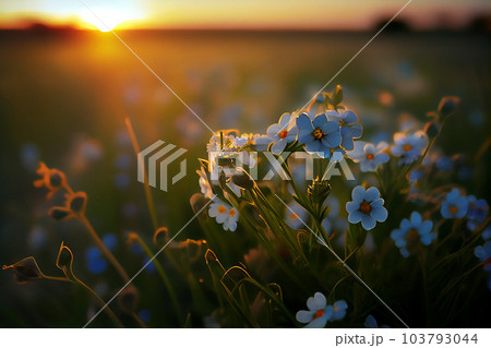 Summer flower meadow, Forget me not blue flowers, beautiful landscape at sunset Summer flower meadow, Forget me not blue flowers, beautiful landscape at sunset 103793044