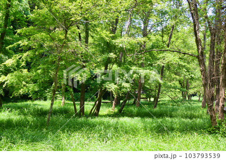 大町公園(大町自然観察園)千葉県市川市 大町公園(大町自然観察園)千葉県市川市 103793539