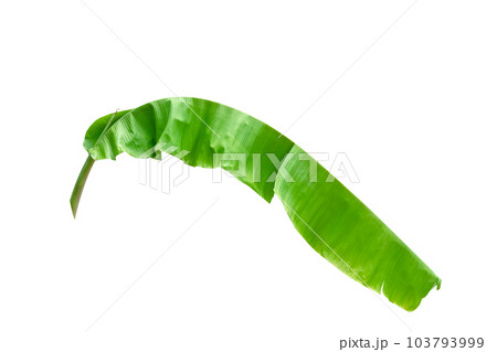 Green leaves pattern,leaf banana isolated 103793999