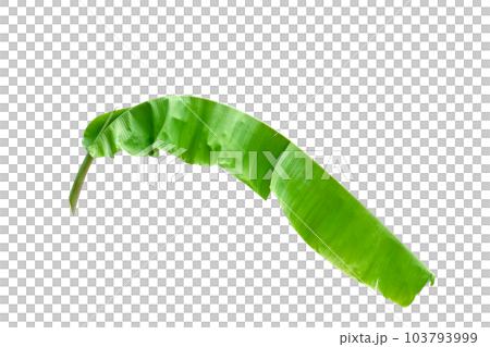 Green leaves pattern,leaf banana isolated 103793999