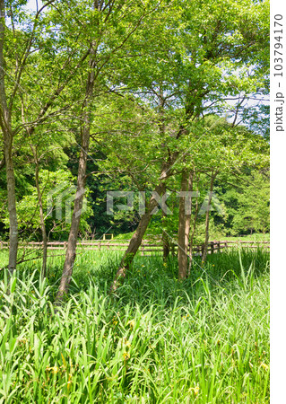 大町公園(大町自然観察園)千葉県市川市 大町公園(大町自然観察園)千葉県市川市 103794170
