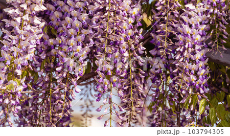 Blooming Wisteria Sinensis with scented classic purple flowersin full bloom in hanging racemes closeup. Garden with wisteria in spring Blooming Wisteria Sinensis with scented classic purple flowersin full bloom in hanging racemes closeup. Garden with wisteria in spring 103794305