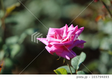 荒尾市　おもやい市民花壇　バラの花、 103794893
