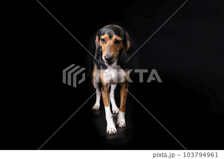 A hound dog on a black background. Studio photo A hound dog on a black background. Studio photo 103794961