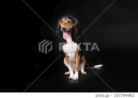 Portrait of a hunting dog made in the studio on a black background Portrait of a hunting dog made in the studio on a black background 103794962