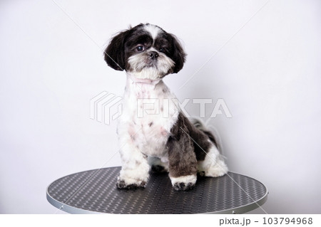 A shih tzu dog on a grooming table after grooming in an animal salon. The concept of keeping pets A shih tzu dog on a grooming table after grooming in an animal salon. The concept of keeping pets 103794968