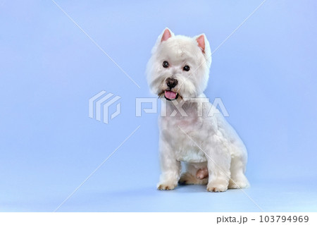 West highland white terrier after trimming on a blue background West highland white terrier after trimming on a blue background 103794969