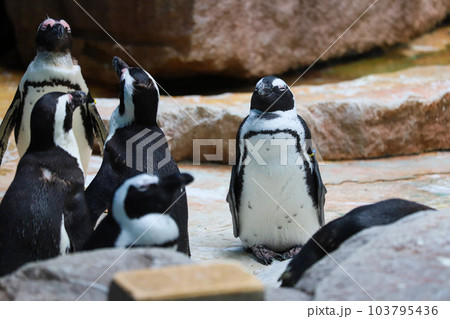マイペースなペンギン 103795436