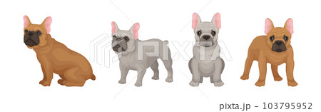 French Bulldog Breed in Different Poses Vector Set French Bulldog Breed in Different Poses Vector Set 103795952