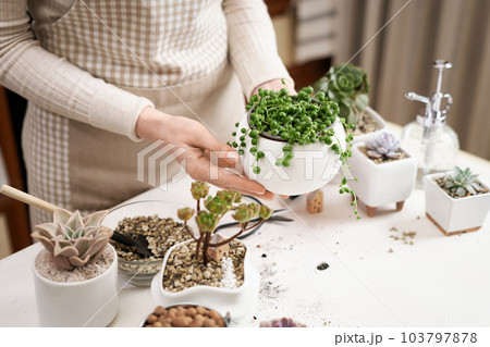 Woman holding potted Senecio Rowley house Plant in white ceramic pot Woman holding potted Senecio Rowley house Plant in white ceramic pot 103797878