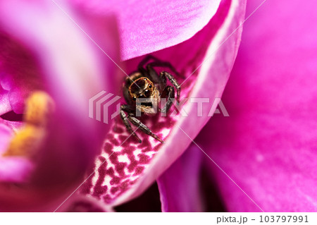 クモ 蜘蛛 スパイダー 103797991