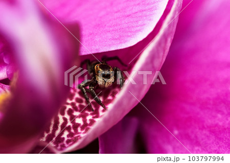 クモ 蜘蛛 スパイダー 103797994