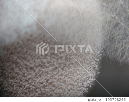 麴カビに覆うように生えた糸状のカビ 103798246