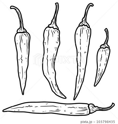 Set of illustrations of chilli peppers in engraving style. Design element for emblem, sign, poster, card, banner, flyer. Vector illustration Set of illustrations of chilli peppers in engraving style. Design element for emblem, sign, poster, card, banner, flyer. Vector illustration 103798435