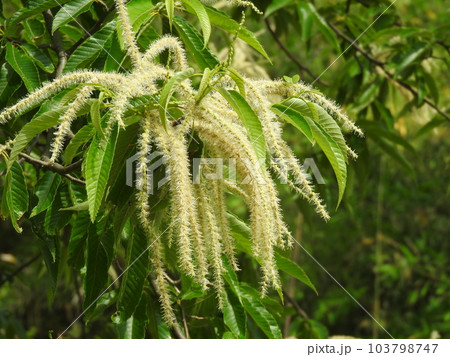 満開の栗の花 103798747